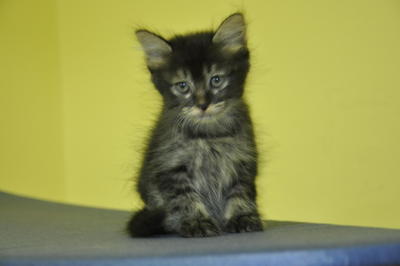 Cisse - Maine Coon + Domestic Long Hair Cat