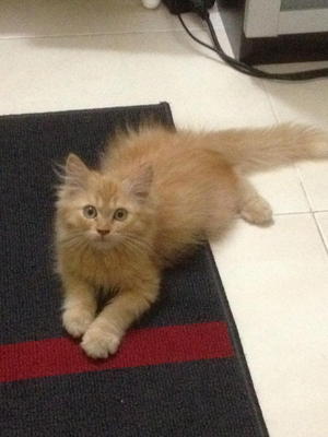 Munchy - Maine Coon + Persian Cat