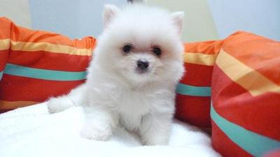  White Pomeranian Small Size - Pomeranian Dog