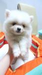  White Pomeranian Small Size - Pomeranian Dog