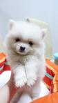  White Pomeranian Small Size - Pomeranian Dog