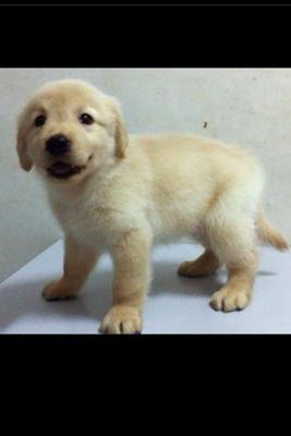 Golden Retriever Puppies - Golden Retriever Dog