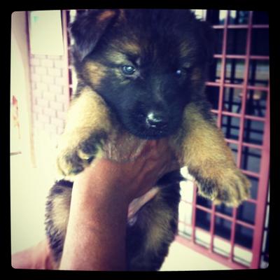 German Shepherd Mka  - German Shepherd Dog Dog