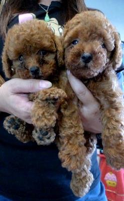 Toy Poodle Super Red Color Small  - Poodle Dog