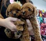 Toy Poodle Super Red Color Small  - Poodle Dog