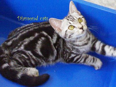 American Shorthair 150812 - American Shorthair Cat