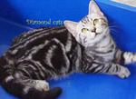 American Shorthair 150812 - American Shorthair Cat