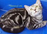 American Shorthair 150812 - American Shorthair Cat