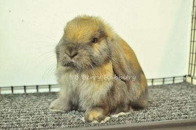 Holland Lop - Tort 177 - Holland Lop Rabbit