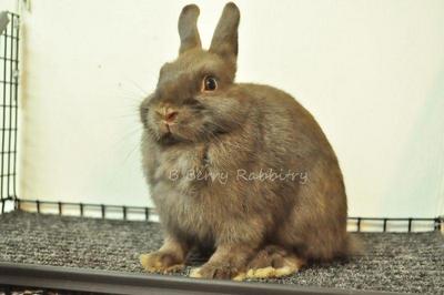 Netherland Dwarf - Chocolate 16 - Netherland Dwarf Rabbit