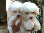 Maltese Pups .sweet - Maltese Dog