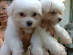 Maltese Pups .sweet - Maltese Dog