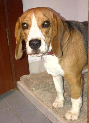 Bobo - Beagle Dog