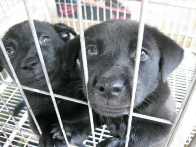 Fatty Pups - Mixed Breed Dog