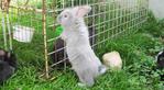  Blue-gray Lionhead   Bunny - Lionhead + Chinchilla Rabbit