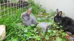  Blue-gray Lionhead   Bunny - Lionhead + Chinchilla Rabbit