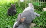  Blue-gray Lionhead   Bunny - Lionhead + Chinchilla Rabbit