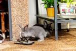  Blue-gray Lionhead   Bunny - Lionhead + Chinchilla Rabbit