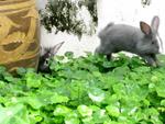  Blue-gray Lionhead   Bunny - Lionhead + Chinchilla Rabbit