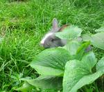  Blue-gray Lionhead   Bunny - Lionhead + Chinchilla Rabbit