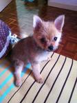 Ricko - Pomeranian Dog