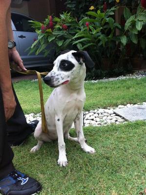 Dalmation Girl Perhaps - Dalmatian Mix Dog