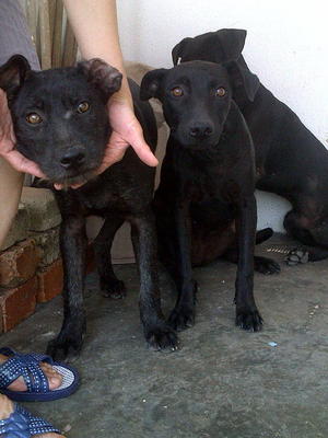 3 Pure Black Puppies 5 Months Old - Mixed Breed Dog