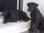 3 Pure Black Puppies 5 Months Old - Mixed Breed Dog