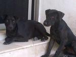 3 Pure Black Puppies 5 Months Old - Mixed Breed Dog