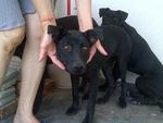 3 Pure Black Puppies 5 Months Old - Mixed Breed Dog