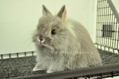 Nd Wooly - Lilac Marten - Netherland Dwarf Rabbit