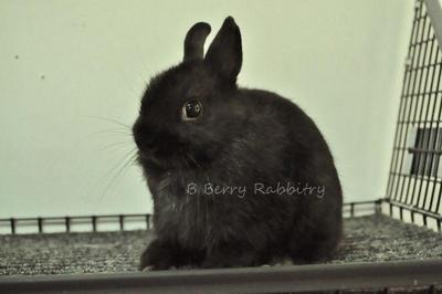 Netherland Dwarf - Black - Netherland Dwarf Rabbit