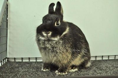 Netherland Dwarf - Black Otter 19 - Netherland Dwarf Rabbit