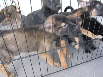 Court 10 Puppies - Mixed Breed Dog