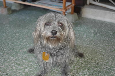 Chinu - Australian Terrier Dog