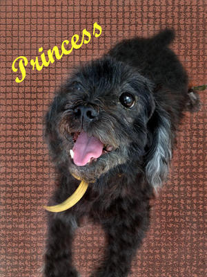 Princess  - Mixed Breed Dog