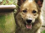 Wolfe - German Shepherd Dog + Spitz Dog