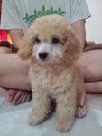 Toy Poodle - Golden Light Brown - Poodle Dog