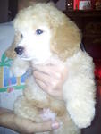 Toy Poodle - Golden Light Brown - Poodle Dog