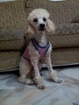 Toy Poodle - Golden Light Brown - Poodle Dog