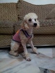 Toy Poodle - Golden Light Brown - Poodle Dog