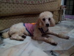 Toy Poodle - Golden Light Brown - Poodle Dog