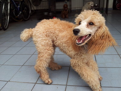 Toy Poodle - Golden Light Brown - Poodle Dog