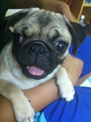 Chloe - Pug Dog