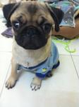 Chloe - Pug Dog