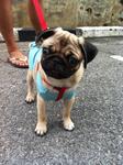 Chloe - Pug Dog