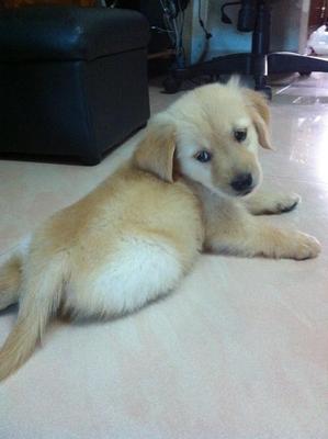 Golden Retriever - Golden Retriever Dog