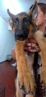  German Shepherd Bigbone Father.imp - German Shepherd Dog Dog