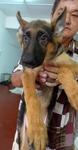  German Shepherd Bigbone Father.imp - German Shepherd Dog Dog