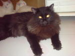 Prinz Ming Lavische - Domestic Long Hair + Maine Coon Cat